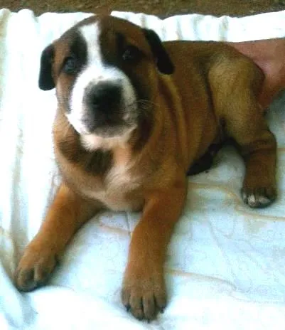 Cachorro ra a SRD idade Abaixo de 2 meses nome jamile