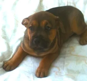 Cachorro raça SRD idade Abaixo de 2 meses nome Joyce