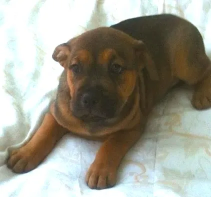Cachorro ra a SRD idade Abaixo de 2 meses nome Joyce