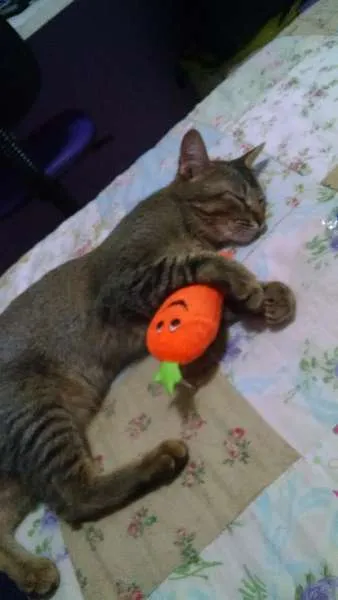 Gato ra a SRD idade 2 anos nome CISCO