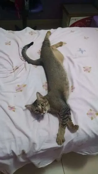 Gato ra a SRD idade 2 anos nome CISCO