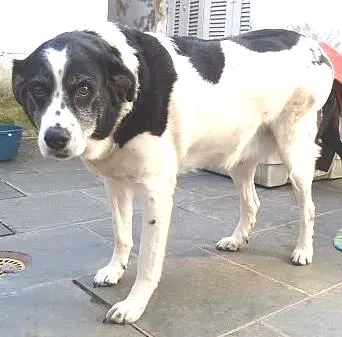 Cachorro ra a SRD idade 6 ou mais anos nome Ônix, Paloma e Pequ
