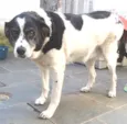 Ônix, Paloma e Pequ