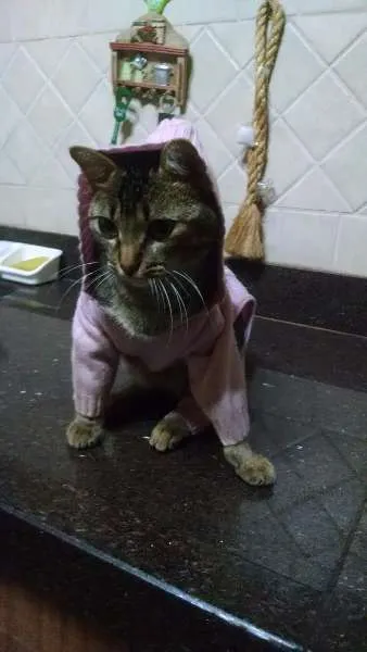Gato ra a SRD idade 2 anos nome CISCO