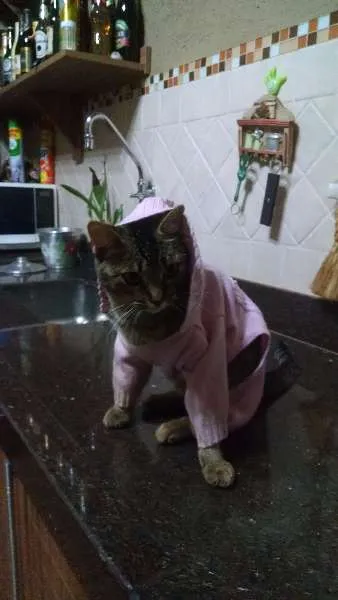 Gato ra a SRD idade 2 anos nome CISCO