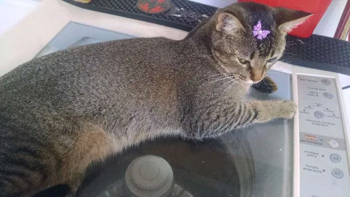 Gato ra a SRD idade 2 anos nome CISCO