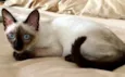 Saphira