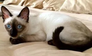 Gato raça Siamês idade 2 a 6 meses nome Saphira