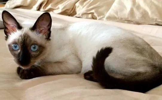 Gato ra a Siamês idade 2 a 6 meses nome Saphira
