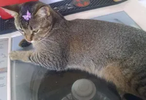 Gato raça SRD idade 2 anos nome CISCO
