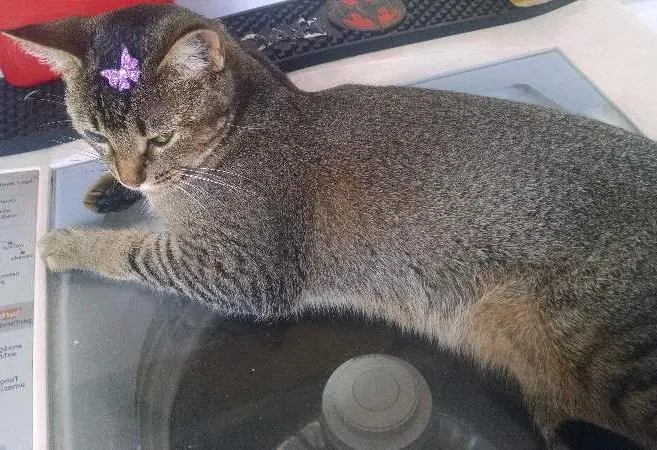 Gato ra a SRD idade 2 anos nome CISCO