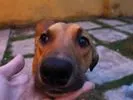 Cachorro raça SRD idade 1 ano nome Amarelinho