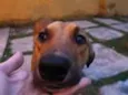 Amarelinho