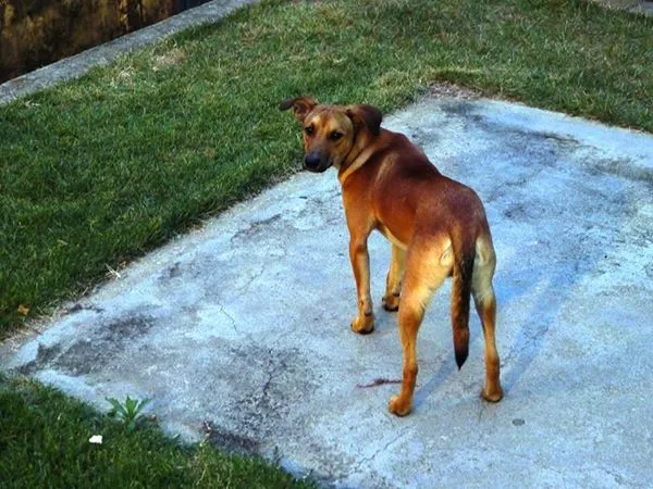 Cachorro raça SRD idade 1 ano nome Amarelinho