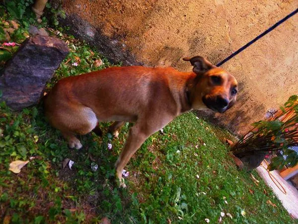 Cachorro raça SRD idade 1 ano nome Amarelinho