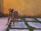 Cachorro raça SRD idade 1 ano nome Amarelinho