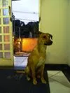 Cachorro raça SRD idade 1 ano nome Amarelinho
