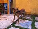 Cachorro raça SRD idade 1 ano nome Amarelinho