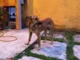 Amarelinho