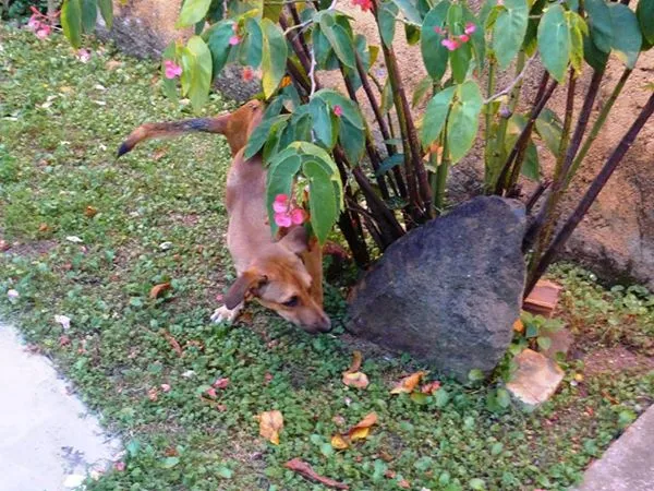Cachorro raça SRD idade 1 ano nome Amarelinho