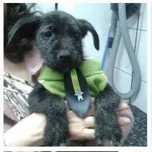 Cachorro raça Vira Lata idade Abaixo de 2 meses nome Sem nome