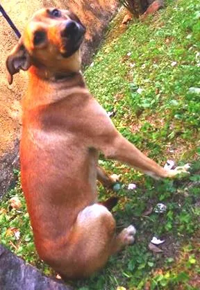 Cachorro raça SRD idade 1 ano nome Amarelinho