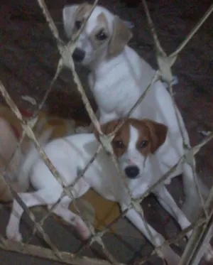 Cachorro raça Vira lata com pequines idade  nome Lorruama e malu