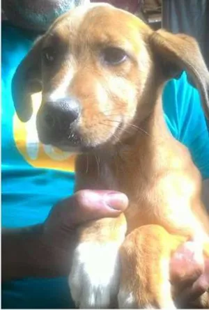Cachorro raça vira lata porte grande idade 2 a 6 meses nome kika