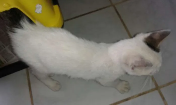 Gato ra a SRD idade 2 a 6 meses nome Baby