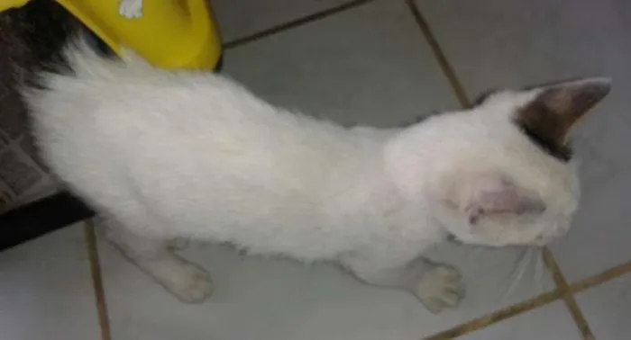Gato ra a SRD idade 2 a 6 meses nome Baby