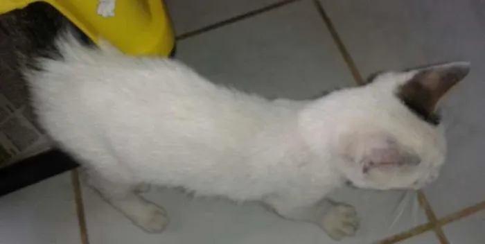 Gato ra a SRD idade 2 a 6 meses nome Baby