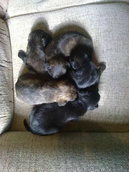 Cachorro ra a dober colen com vira-lata idade Abaixo de 2 meses nome Sem nome ainda