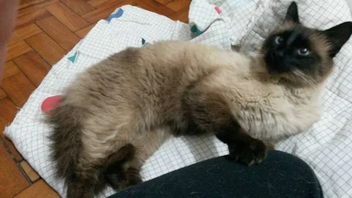 Gato ra a Siamês idade 3 anos nome Desconhecido