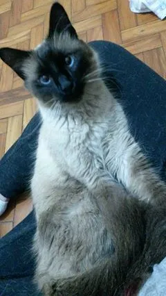 Gato ra a Siamês idade 3 anos nome Desconhecido