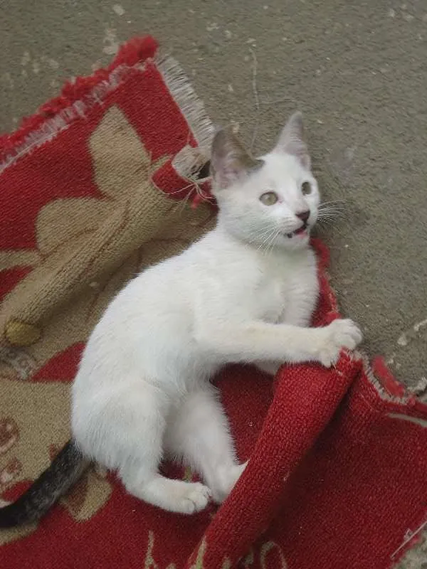 Gato ra a SRD idade 2 a 6 meses nome Bebê
