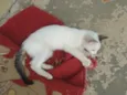Bebê