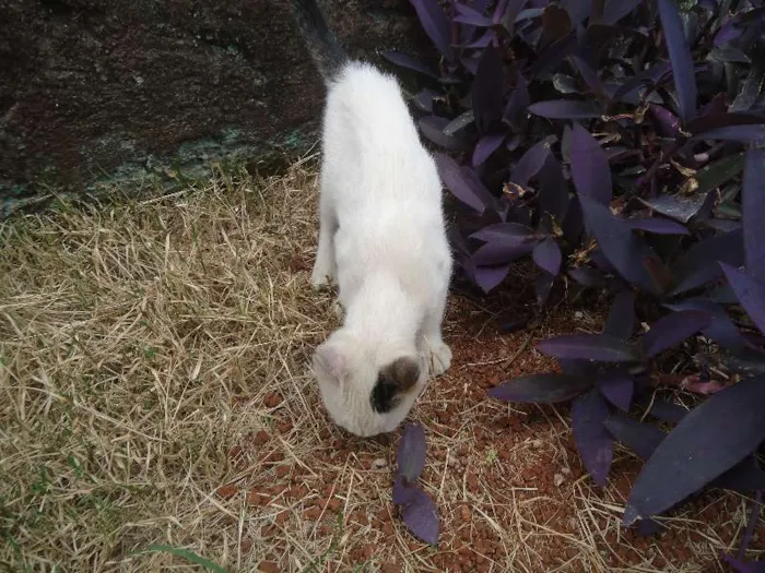 Gato ra a SRD idade 2 a 6 meses nome Bebê