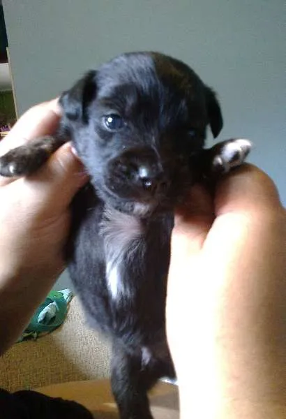 Cachorro ra a dober colen com vira-lata idade Abaixo de 2 meses nome Sem nome ainda