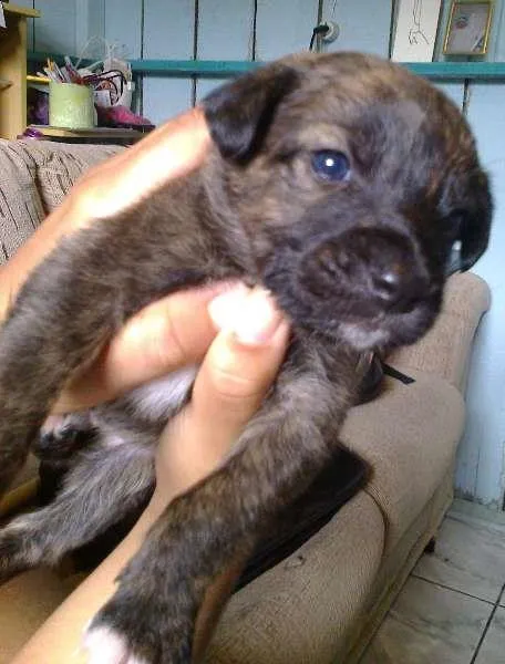 Cachorro ra a dober colen com vira-lata idade Abaixo de 2 meses nome Sem nome ainda