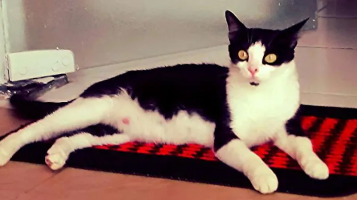 Gato ra a Gatinha olandesa idade 2 anos nome Valquiria