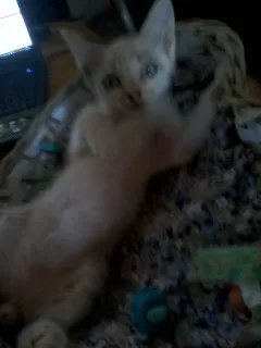 Gato ra a Seamês idade 2 a 6 meses nome Geovane