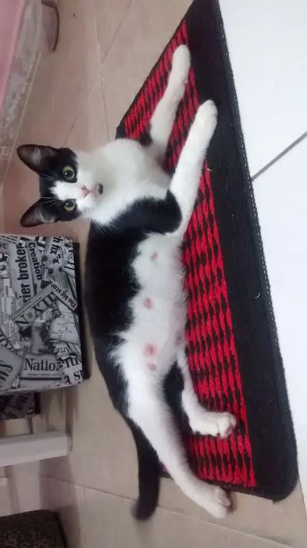Gato ra a Gatinha olandesa idade 2 anos nome Valquiria