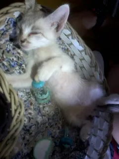 Gato ra a Seamês idade 2 a 6 meses nome Geovane