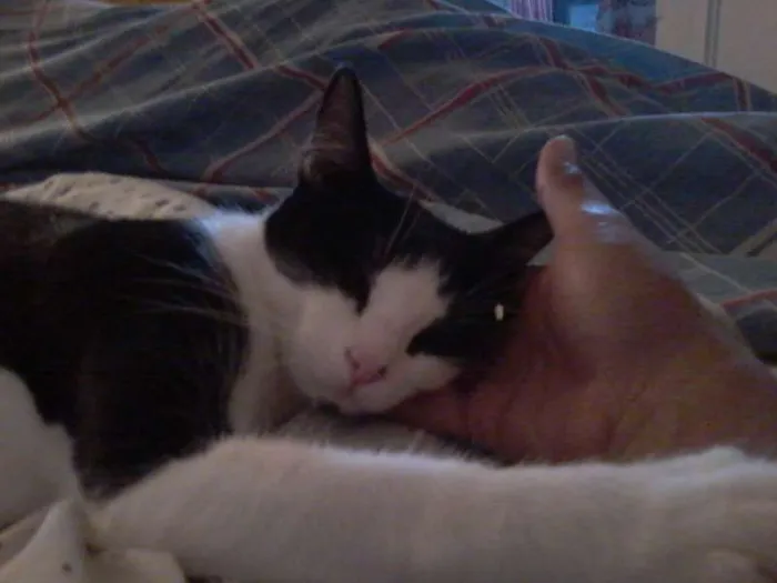 Gato ra a Gatinha olandesa idade 2 anos nome Valquiria