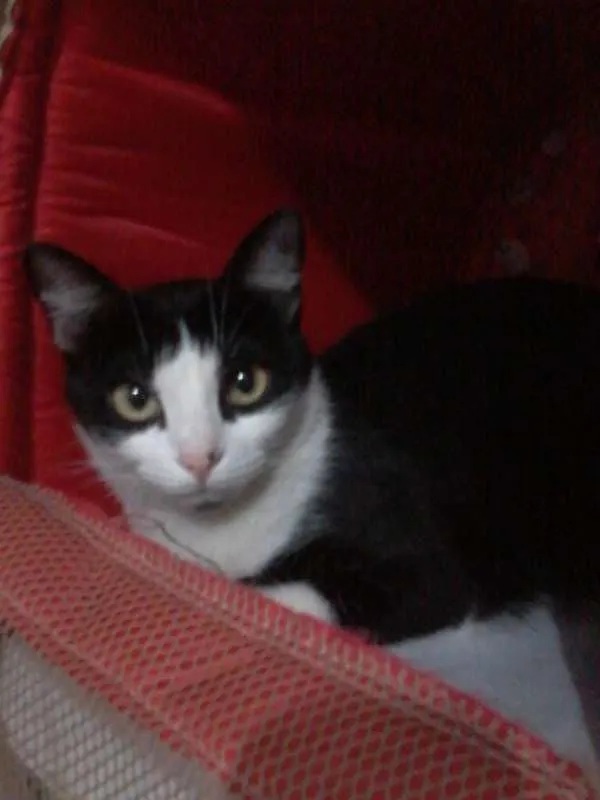 Gato ra a Gatinha olandesa idade 2 anos nome Valquiria