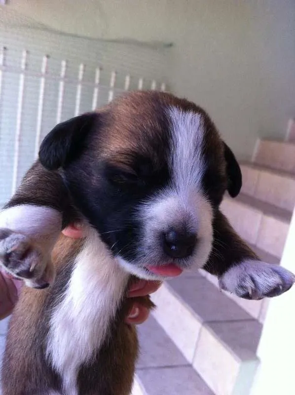 Cachorro ra a SRD idade Abaixo de 2 meses nome Fofinhos