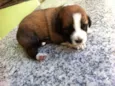 Fofinhos