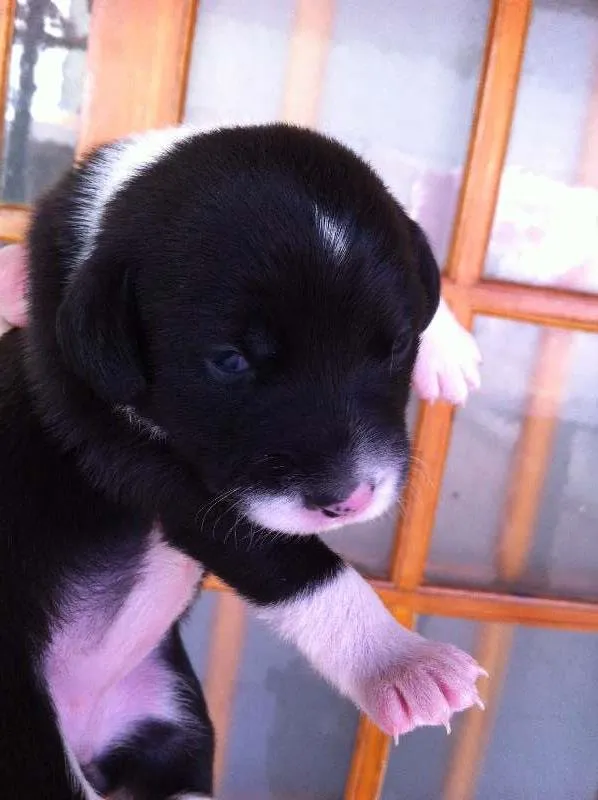 Cachorro ra a SRD idade Abaixo de 2 meses nome Fofinhos