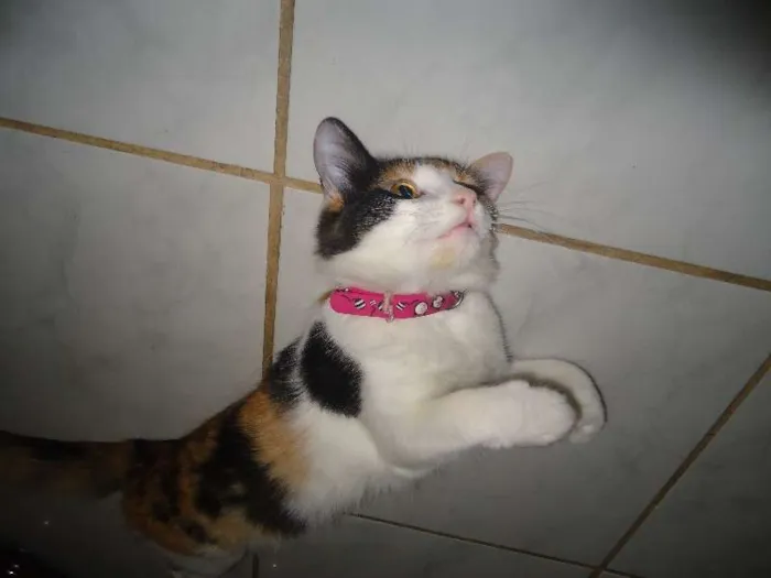 Gato ra a SRD idade 2 anos nome Khalessi