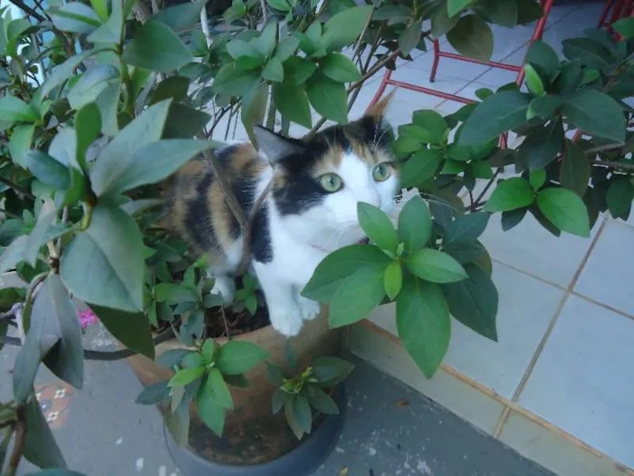 Gato ra a SRD idade 2 anos nome Khalessi